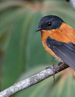黑棕姬鹟 / Black-and-orange Flycatcher / Ficedula nigrorufa