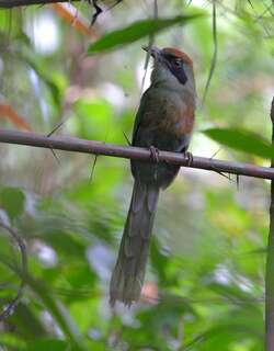 棕顶翠鴗 / Rufous-capped Motmot / Baryphthengus ruficapillus