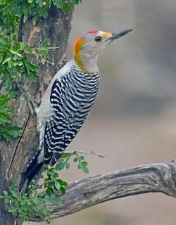 金额啄木鸟 / Golden-fronted Woodpecker / Melanerpes aurifrons