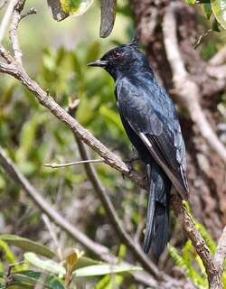 冠黑霸鹟 / Crested Black Tyrant / Knipolegus lophotes
