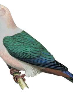 黑疣皇鸠 / Spice Imperial Pigeon / Ducula myristicivora