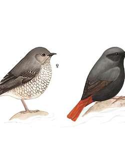 红尾水鸲 / Plumbeous Water Redstart / Phoenicurus fuliginosus