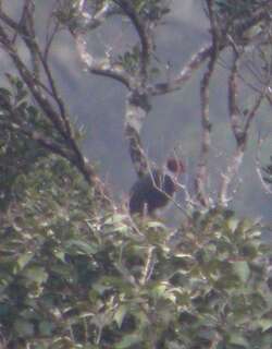 黑耳果鸠 / Flame-breasted Fruit Dove / Ptilinopus marchei