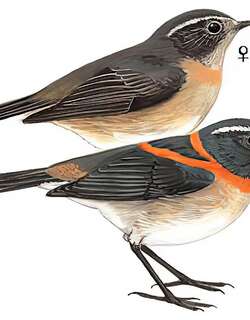 台湾林鸲 / Collared Bush Robin / Tarsiger johnstoniae