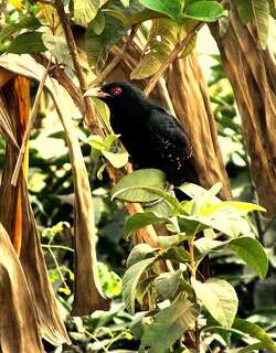 黑嘴噪鹃 / Black-billed Koel / Eudynamys melanorhynchus