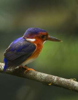 白腹翠鸟 / White-bellied Kingfisher / Corythornis leucogaster