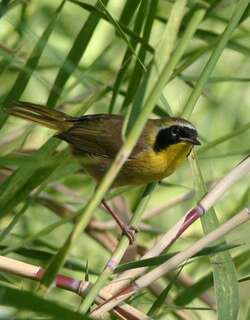 贝氏黄喉地莺 / Belding’s Yellowthroat / Geothlypis beldingi