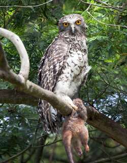猛鹰鸮 / Powerful Owl / Ninox strenua