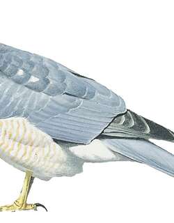 尼岛雀鹰 / Nicobar Sparrowhawk / Accipiter butleri