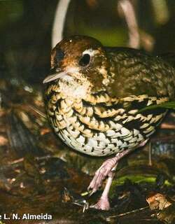 短尾蚁鸫 / Short-tailed Antthrush / Chamaeza campanisona