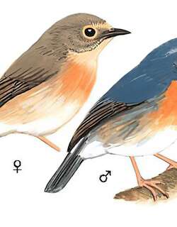 棕胸蓝姬鹟 / Snowy-browed Flycatcher / Ficedula hyperythra