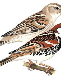 黑胸麻雀 / Spanish Sparrow / Passer hispaniolensis