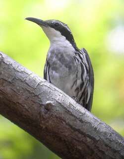 纹胁旋木雀 / Stripe-headed Rhabdornis / Rhabdornis mystacalis