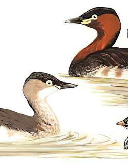 小䴙䴘 / Little Grebe / Tachybaptus ruficollis