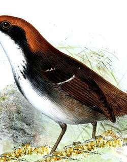 白眉蚁鸟 / White-browed Antbird / Myrmoborus leucophrys