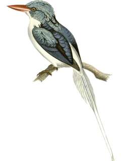 比岛仙翡翠 / Biak Paradise Kingfisher / Tanysiptera riedelii