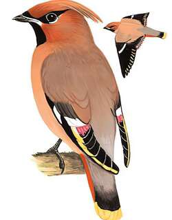 太平鸟 / Bohemian Waxwing / Bombycilla garrulus
