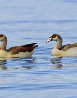 埃及雁 / Egyptian Goose / Alopochen aegyptiaca