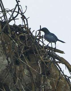 栗翅椋鸟 / Chestnut-winged Starling / Onychognathus fulgidus
