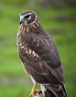 北鹞 / Northern Harrier / Circus hudsonius