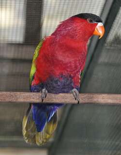 紫腹鹦鹉 / Purple-bellied Lory / Lorius hypoinochrous
