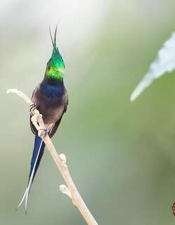 翎冠刺尾蜂鸟 / Wire-crested Thorntail / Discosura popelairii