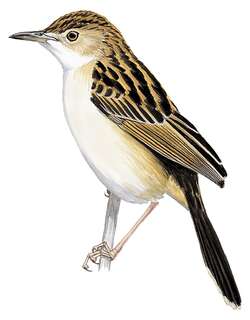 阿贝扇尾莺 / Aberdare Cisticola / Cisticola aberdare