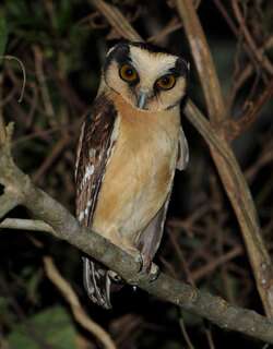 黄额鬼鸮 / Buff-fronted Owl / Aegolius harrisii