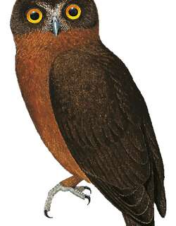 褐鹰鸮 / Papuan Boobook / Ninox theomacha