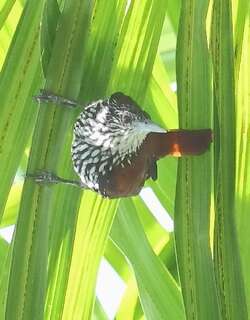 尖尾棕榈雀 / Point-tailed Palmcreeper / Berlepschia rikeri