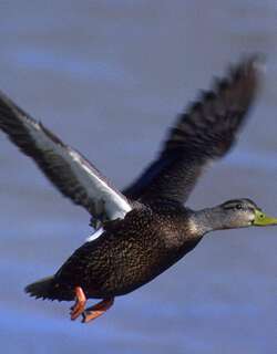 北美黑鸭 / American Black Duck / Anas rubripes