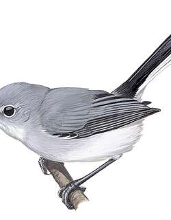 圭亚那蚋莺 / Guianan Gnatcatcher / Polioptila guianensis