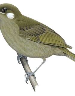 林吸蜜鸟 / Forest Honeyeater / Microptilotis montanus