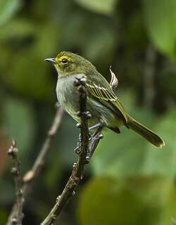金脸小霸鹟 / Golden-faced Tyrannulet / Zimmerius chrysops