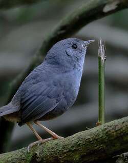 岩窜鸟 / Rock Tapaculo / Scytalopus petrophilus