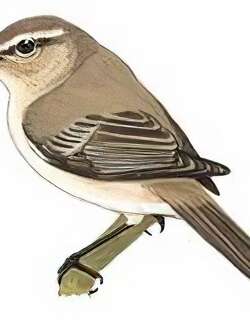 叽咋柳莺 / Common Chiffchaff