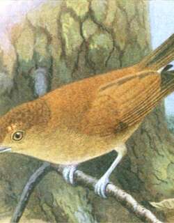 桂红绣眼鸟 / Cinnamon Ibon / Hypocryptadius cinnamomeus