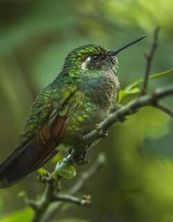 红喉蜂鸟 / Garnet-throated Hummingbird / Lamprolaima rhami