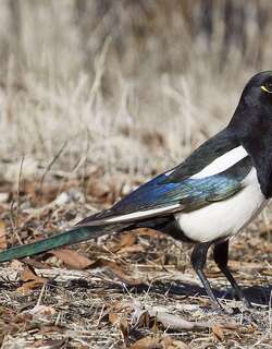黄嘴喜鹊 / Yellow-billed Magpie / Pica nuttalli