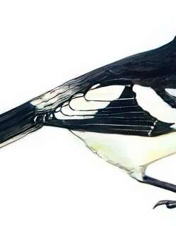 白翅蓝鹊 / White-winged Magpie / Urocissa whiteheadi