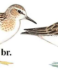 青脚滨鹬 / Temminck’s Stint / Calidris temminckii