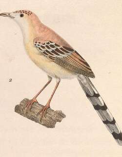 蟋蟀鹪莺 / Cricket Warbler / Spiloptila clamans