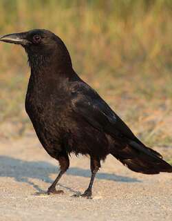 短嘴鸦 / American Crow / Corvus brachyrhynchos