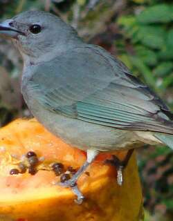 灰喉裸鼻雀 / Sayaca Tanager / Thraupis sayaca