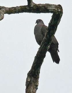 乌鸽 / Dusky Pigeon / Patagioenas goodsoni