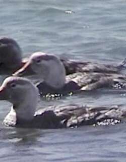 白头船鸭 / Chubut Steamer Duck / Tachyeres leucocephalus