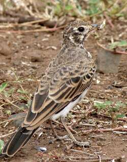 黑歌百灵 / Dusky Lark / Pinarocorys nigricans