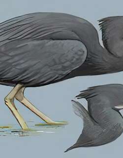 岩鹭 / Pacific Reef Heron / Egretta sacra