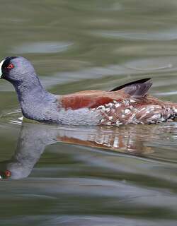 斑胁水鸡 / Spot-flanked Gallinule / Porphyriops melanops