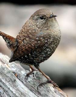 冬鹪鹩 / Winter Wren / Troglodytes hiemalis
